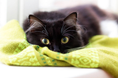 大黑猫品种萨凡纳图片大黑猫绿眼睛剪影图片大黑猫图片大黑猫图片大