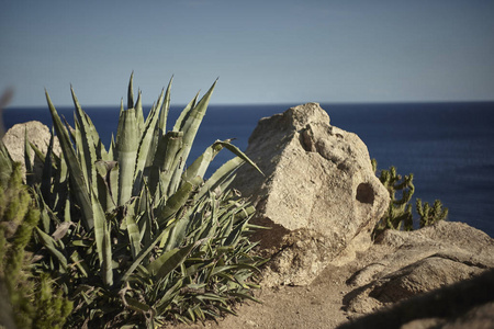 在海边的一些岩石附近生长的芦荟植物的细节