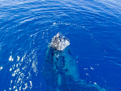在海洋中的驼背鲸