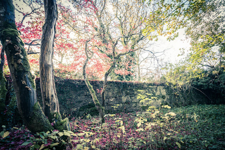 美丽, 金色的秋天的景色与树木和金色的叶子在阳光下的苏格兰
