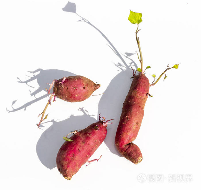 近三个红红薯与根生长出顶部, 侧面和底部在一个孤立的白色背景