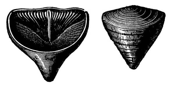 泥盆纪时期的软体动物腕足.calceola sandalina, 复古雕刻插图.