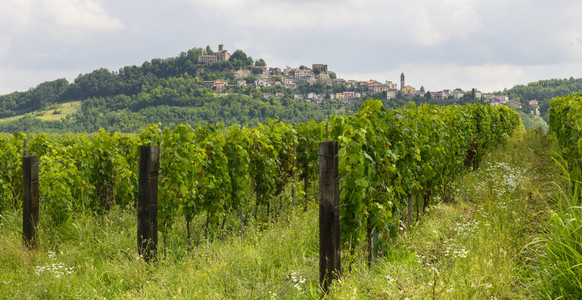 monferrato 与葡萄园的夏日风景