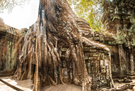 大树和根在寺庙塔吴哥窟图片