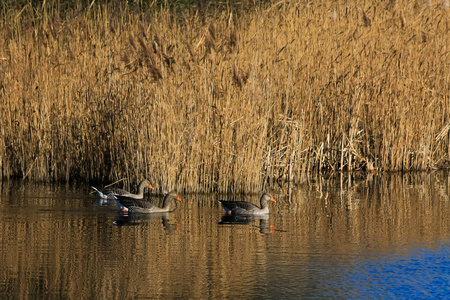 灰鹅在 fowlmer 自然保护区