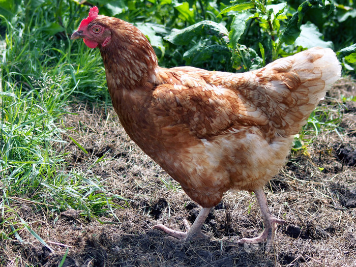 小红母鸡站在地面上