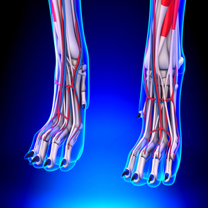 狗的前腿解剖与循环系统照片