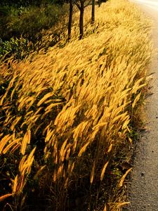 金色的草夕阳光路旁边的字段图片