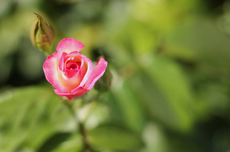 盛开的粉红色玫瑰与绿色的散景背景。爱。浪漫