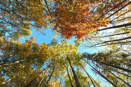 秋天的树顶在秋天森林的场面。斯洛伐克。欧洲