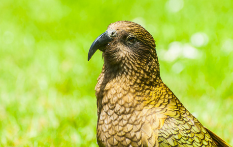 kea 鹦鹉