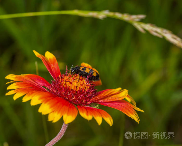 美丽的夏天和谐时尚的昆虫坐在印度毯子花