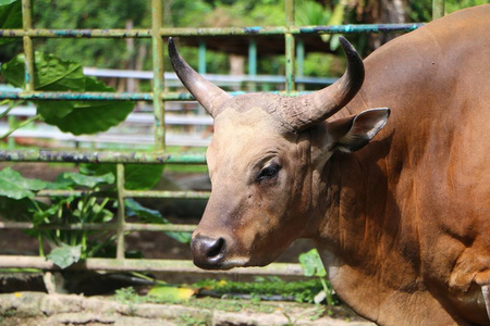 雄牛 Bos 之感病率，也称为 tembadau，是一种在东南亚发现的野生牛