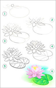 页面展示了如何逐步学习画一朵睡莲花.培养儿童绘画和着色技能.