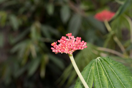 在热带温室中用宏观透镜拍摄的带有自然模糊背景的异国情调的红花