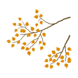 白桦树的分支图片