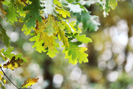 黄色绿色秋天橡树叶的抽象背景