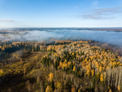 拉脱维亚农村与秋雾覆盖的森林鸟瞰图