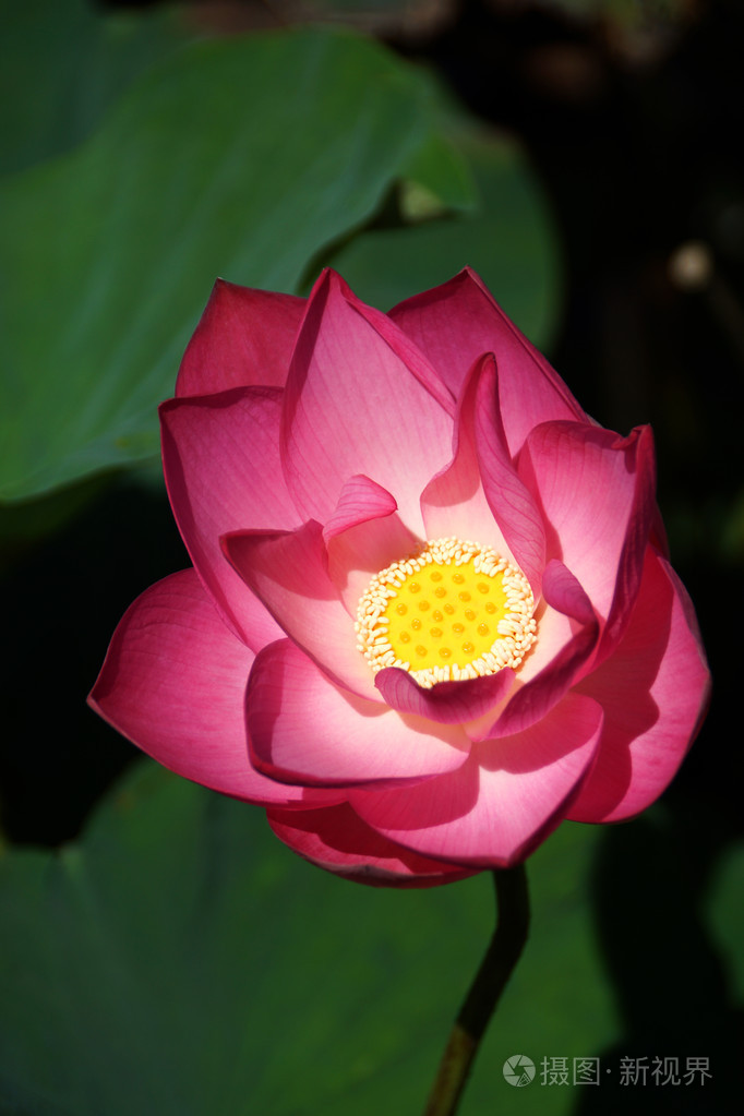 粉红色莲花盛开.在室外游泳池