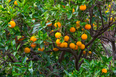 新鲜成熟的橙子和橘子树上图片