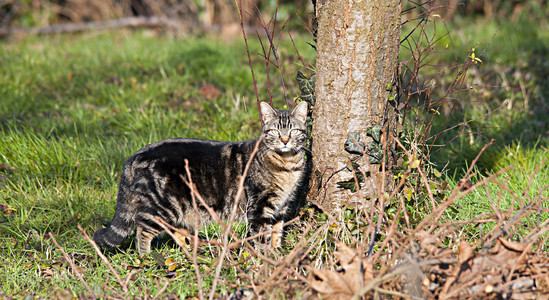 野生猫