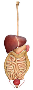 3d. 白色查出的胃系统的渲染