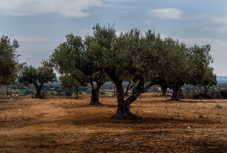 树木的橄榄树突尼斯