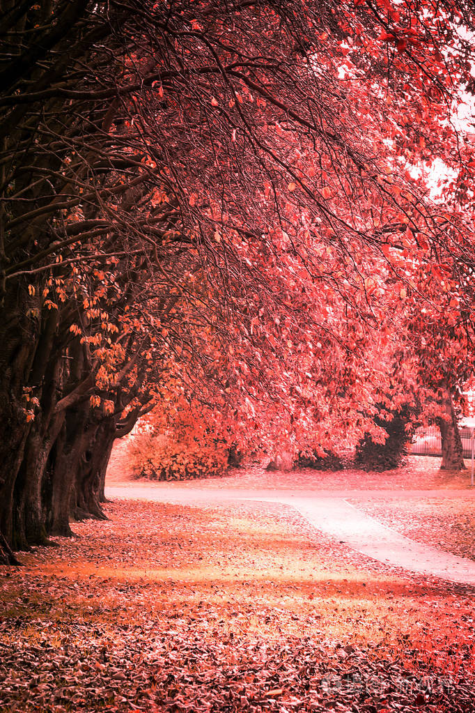 美丽金色的秋天的景色与树木和金色的叶子在阳光下的苏格兰