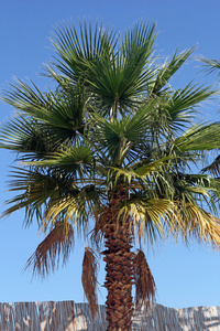 与蓝蓝的天空，在背景中的棕榈树