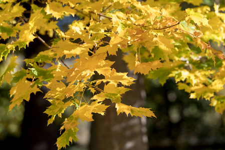 秋季金色枫叶图片