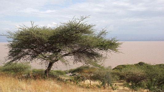 兰加诺湖湖，埃塞俄比亚非洲