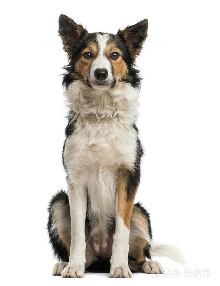 正面的看法的边境牧羊犬坐着看着相机是