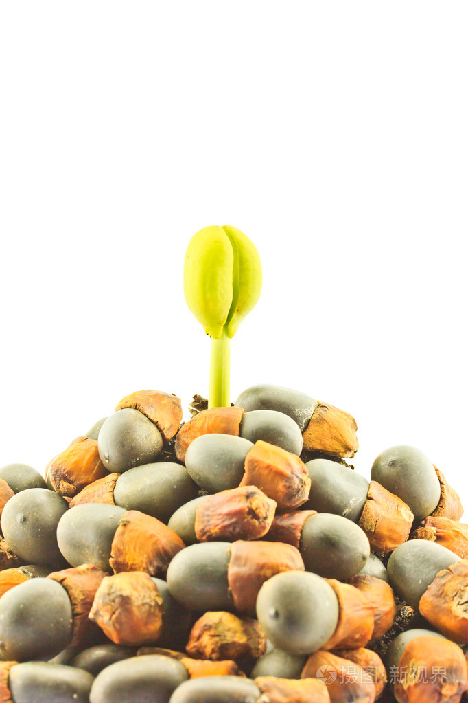 绿豆芽生长的年轻植物从种子生长