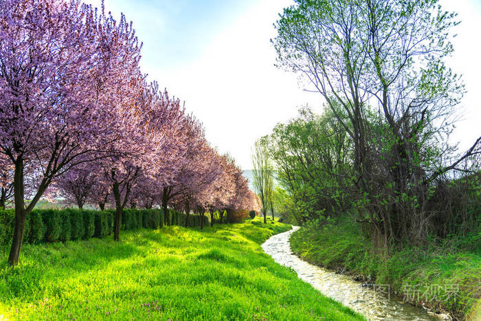 阳光明媚的日子里的春天景观