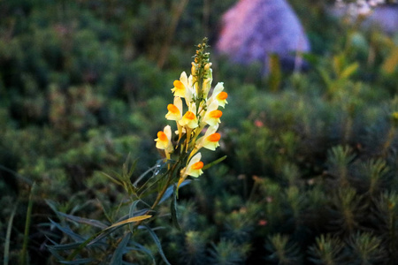 Dactylorhiza insularis 白色橙色, 花。背景