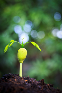 植物从种子生长