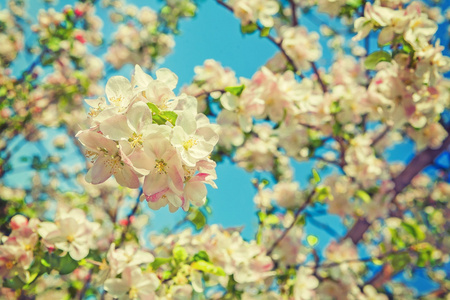 春天的花朵的苹果树