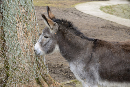 在动物园里的搞笑驴照片