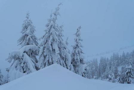 冬天风景与云杉森林在雪。黄昏黄昏在山上。圣诞节主题的自然背景