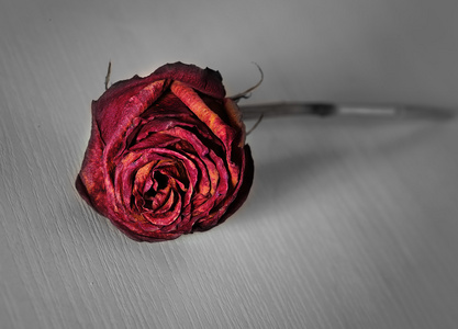 孤独枯萎的玫瑰引发残酷之手桔梗.枯萎的花.孤立在白色背景上.