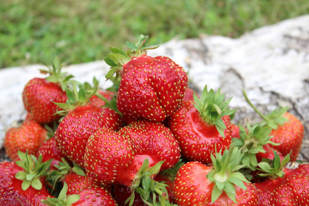 有机草莓成熟
