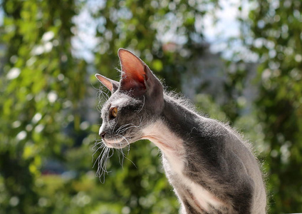 灰在绿色背景下的 Peterbald 繁殖