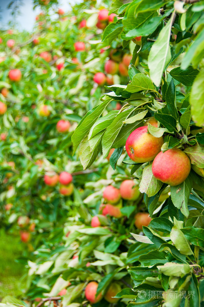 苹果树木福斯塔夫-果园