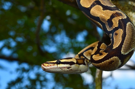 消防球 Python 蛇缠在一根树枝