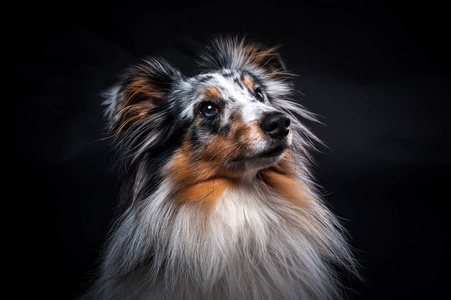 在黑色背景查出的 sheltie 的画像