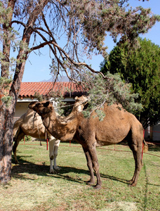 两个骆驼
