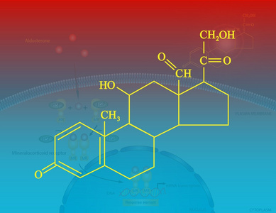 盐皮质激素醛固酮照片