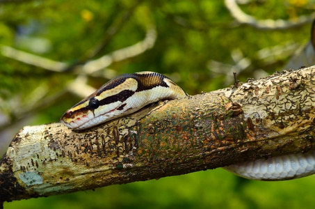 消防球 Python 蛇缠在一根树枝