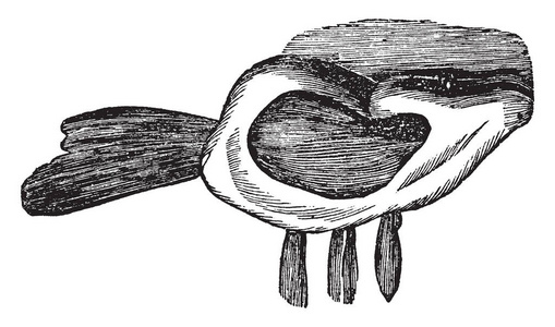 这个插图代表外部耳朵和肌肉, 复古线画或雕刻插图