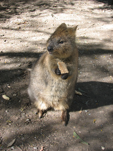 澳大利亚 quokka